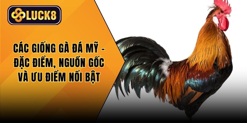 Các giống gà đá Mỹ