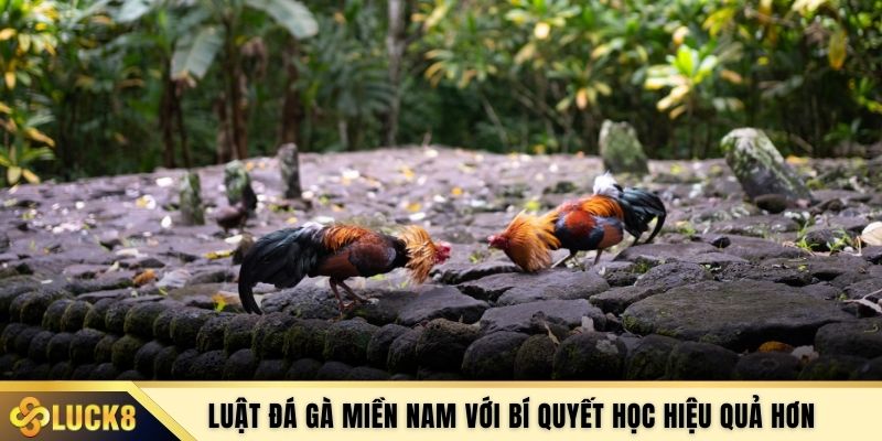 Luật đá gà miền Nam với bí quyết học hiệu quả hơn