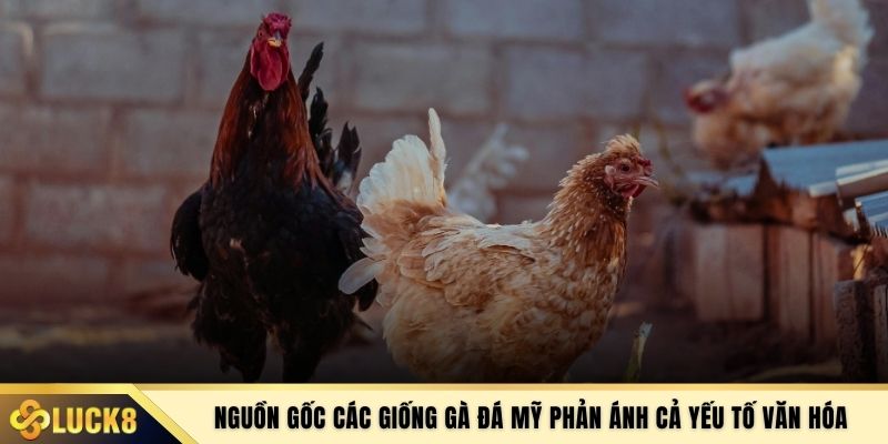 Nguồn gốc các giống gà đá Mỹ phản ánh cả yếu tố văn hóa