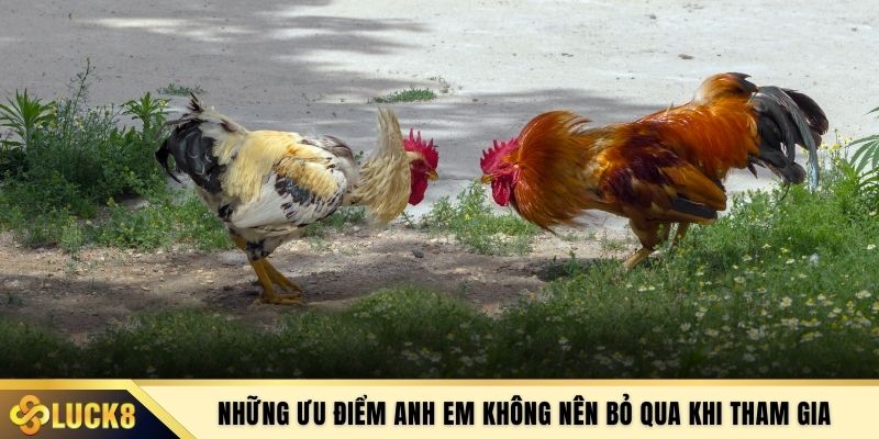 Những ưu điểm anh em không nên bỏ qua khi tham gia