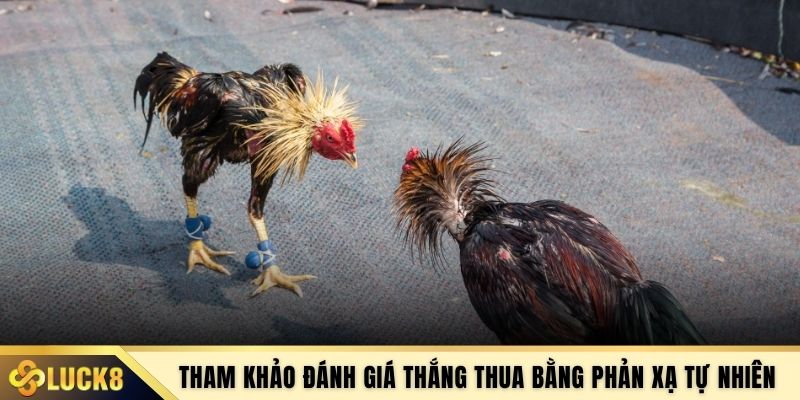 Tham khảo đánh giá thắng thua bằng phản xạ tự nhiên