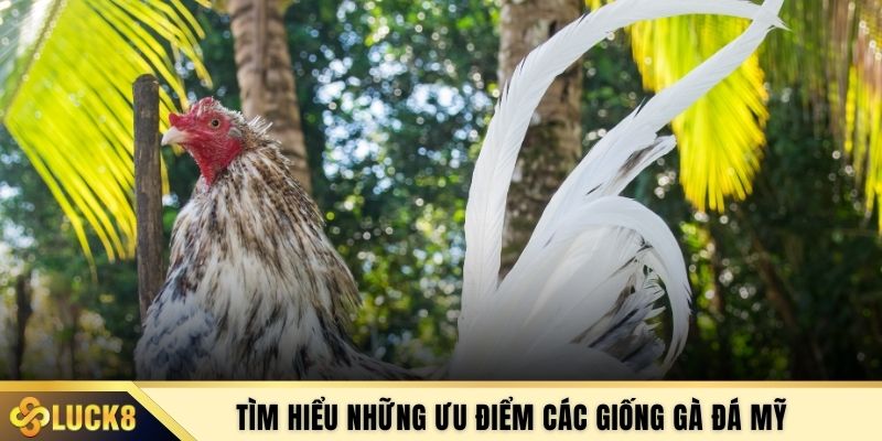 Tìm hiểu những ưu điểm các giống gà đá Mỹ