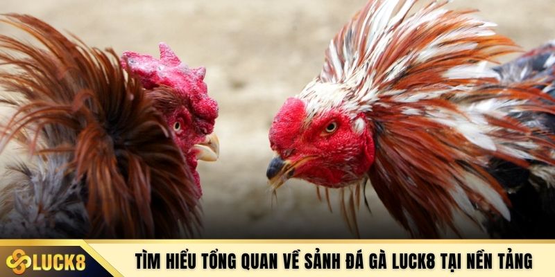 Tìm hiểu tổng quan về sảnh đá gà LUCK8 tại nền tảng